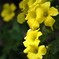 路傍の花