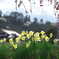 遠く山桜