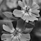 no color flower
