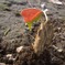 photo_1172583