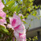 Azalea