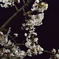 夜桜