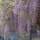 近所の藤棚