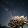 駆け足の桜