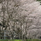 桜道