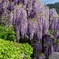 お隣さんに咲く藤の花‼︎
