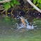 カワちゃんの水浴び‼︎