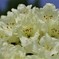 オールドレンズで撮る３「石楠花（白）」