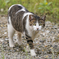 ねこさん