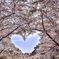 桜ハートにダイヤモンドの煌めきを