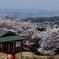 若草山山頂にて