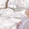 恋桜