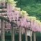 拝島公園