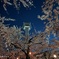 五稜郭タワーと夜桜
