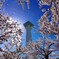 五稜郭タワーと桜