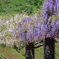 White & Purple♪