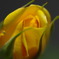 Ｈｅｌｌｏ　ｒｏｓｅ～