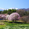 水仙と桜と春の残雪