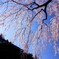 門前桜
