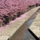 淀水路の河津桜