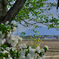 常総市 新石下八間堀川桜堤