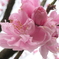 P1035413　花桃