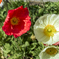 Flower-Apr-2023