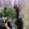 花のような人　～藤には奥ゆかしい人が似合う編～