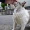 猫さん