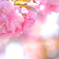 『2023 八重桜-1』