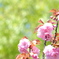 『2023 八重桜-6』
