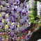 藤の花