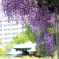 藤の花