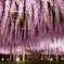 あしかがフラワーパーク８