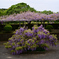 藤の花