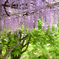 藤の花