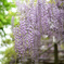 藤の花