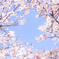 桜の窓