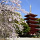 桜とお寺
