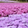 ひらたの芝桜