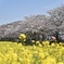 桜並木