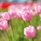 Tulip garden