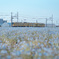 三岐鉄道北勢線×ネモフィラ