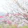 花桃の里…❁*。