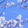 満開桜とひこうき雲