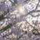 桜③