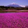 晴れた日に　芝桜　