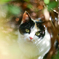 三毛猫