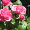 綺麗なピンクの薔薇