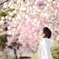 八重桜の想い
